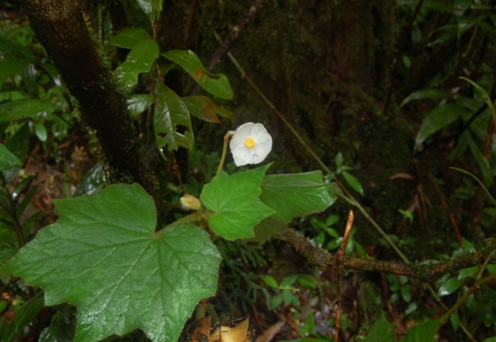 B. khaophanomensis